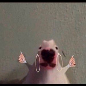 Meet your Posher, Jairo